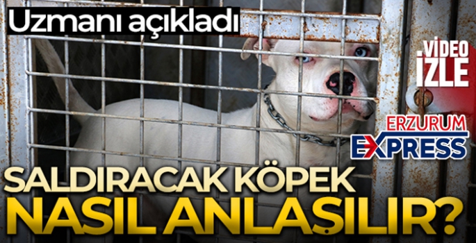 Uzmanı açıkladı, saldıracak köpek nasıl anlaşılır?