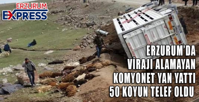 Virajı alamayan kamyonet yan yattı: 50 koyun telef oldu