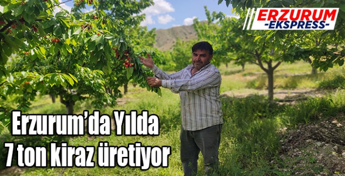 Yılda 7 ton kiraz üretiyor