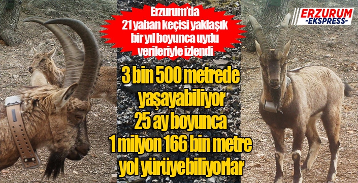 21 yaban keçisi yaklaşık bir yıl boyunca uydu verileriyle izlendi