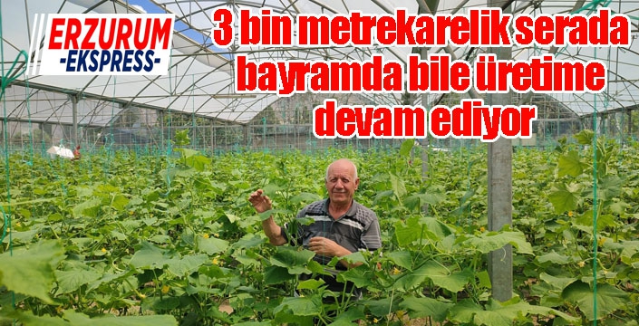 3 bin metrekarelik serada bayramda bile üretime devam ediyor