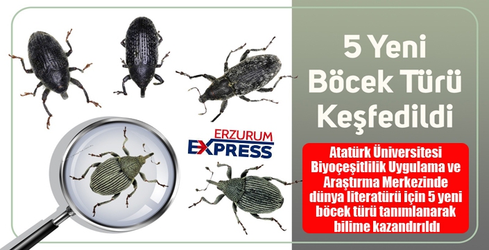 5 yeni böcek türü keşfedildi