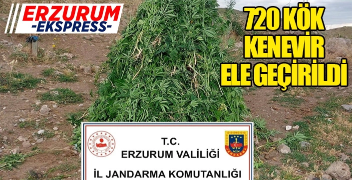 720 kök kenevir ele geçirildi...