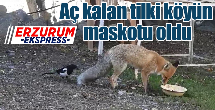 Aç kalan tilki köyün maskotu oldu