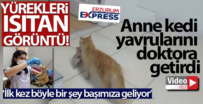 Anne kedi yavrularını doktora getirdi