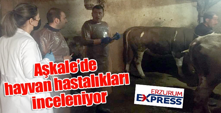 Aşkale’de hayvan hastalıkları inceleniyor