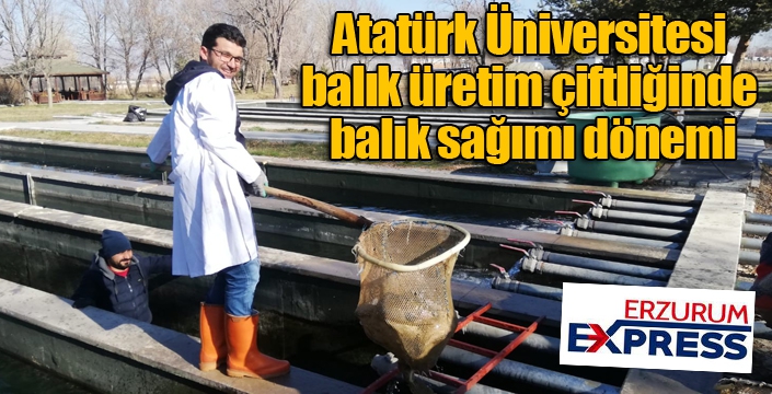 Atatürk Üniversitesi balık üretim çiftliğinde balık sağımı dönemi