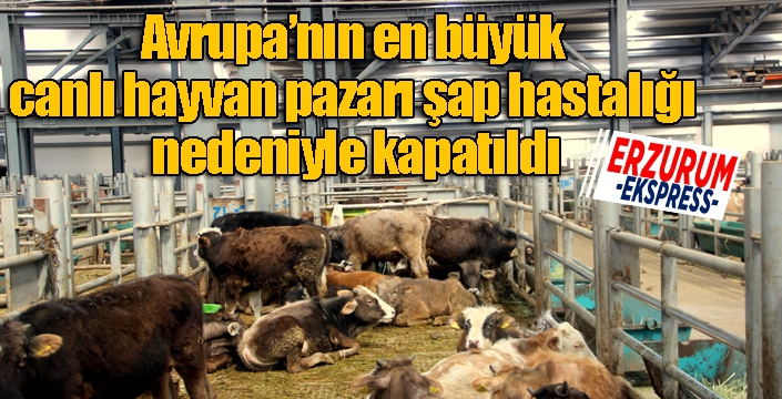 Avrupa’nın en büyük canlı hayvan pazarı şap hastalığı nedeniyle kapatıldı