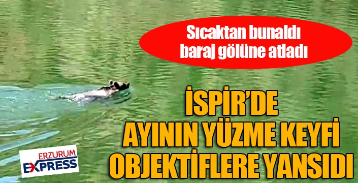 Ayının yüzme keyfi