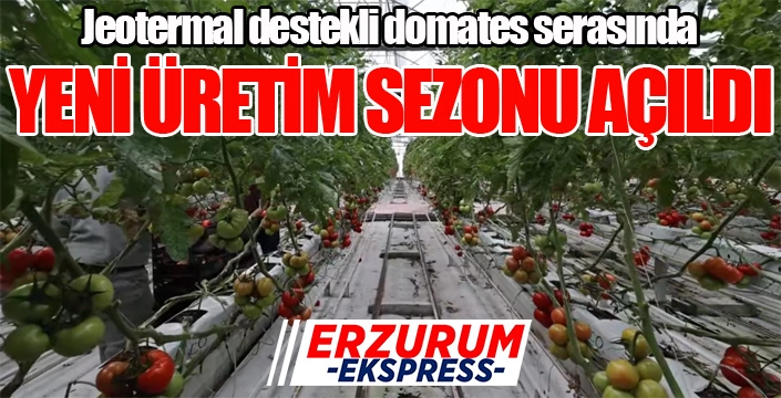 Aziziye Belediyesi domates serasında üretim sezonu açıldı...
