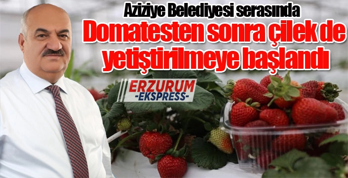 Aziziye Belediyesi serasında domatesten sonra çilek de yetiştirilmeye başlandı.