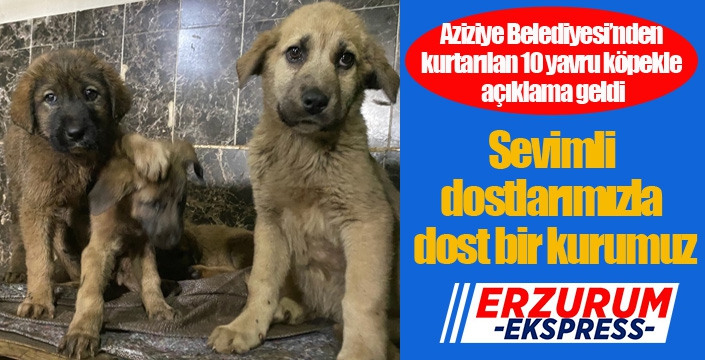 Aziziye Belediyesi; “Sevimli dostlarımızla dost bir kurumuz”