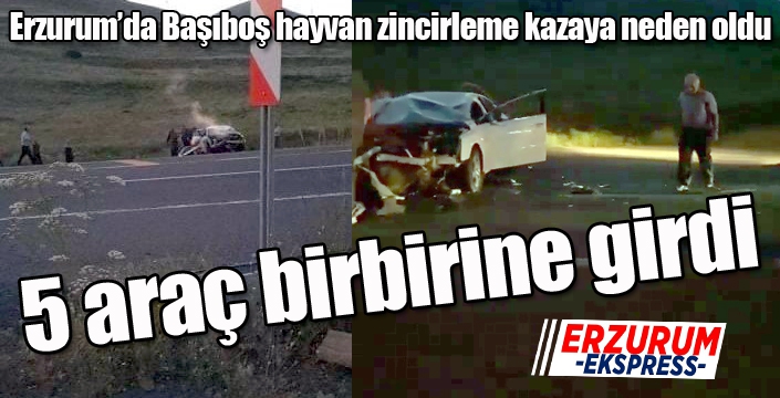 Başıboş hayvan zincirleme kazaya neden oldu, 5 araç birbirine girdi