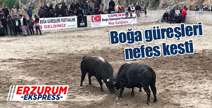 Boğa güreşleri nefes kesti