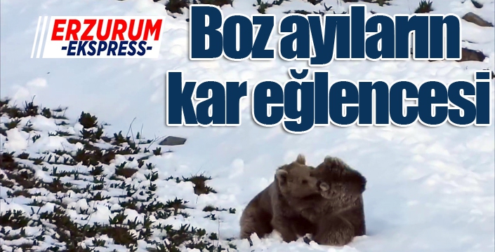 Boz ayıların kar eğlencesi