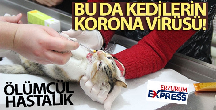 Bu da kedilerin korona virüsü