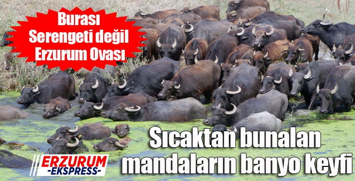 Burası Serengeti değil Erzurum Ovası