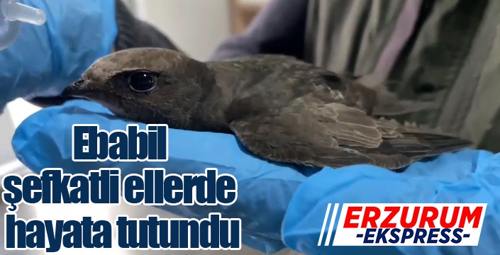 Ebabil şefkatli ellerde hayata tutundu