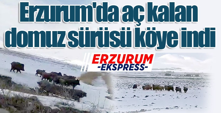 Erzurum'da aç kalan domuz sürüsü köye indi