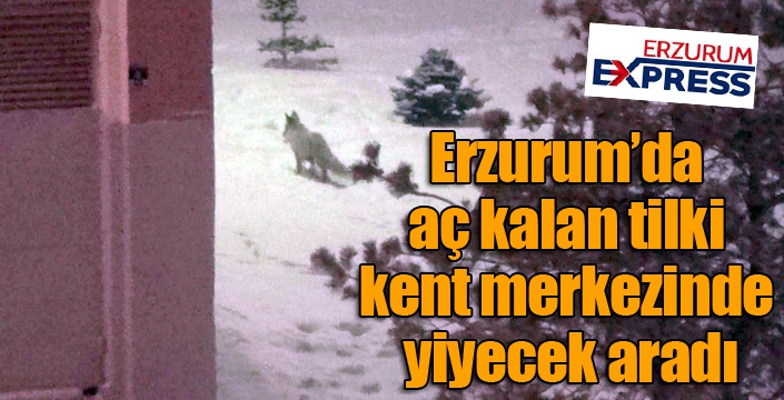 Erzurum’da aç kalan tilki kent merkezinde yiyecek aradı