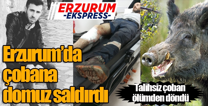 Erzurum'da çobana domuz saldırdı...
