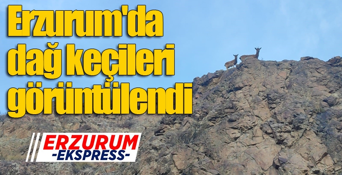 Erzurum'da dağ keçileri görüntülendi