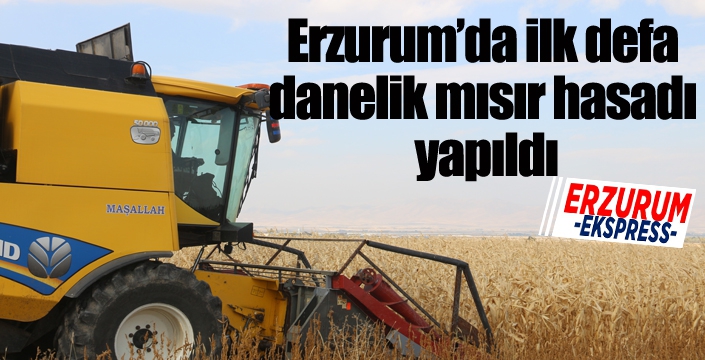 Erzurum’da ilk defa danelik mısır hasadı yapıldı