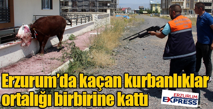 Erzurum’da kaçan kurbanlıklar ortalığı birbirine kattı