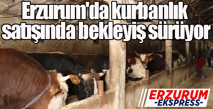 Erzurum'da kurbanlık satışında bekleyiş sürüyor