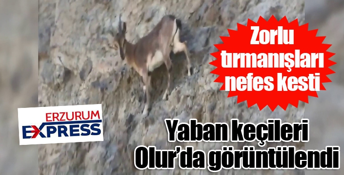 Erzurum’da zorlu dağları tırmanan yaban keçileri nefes kesti