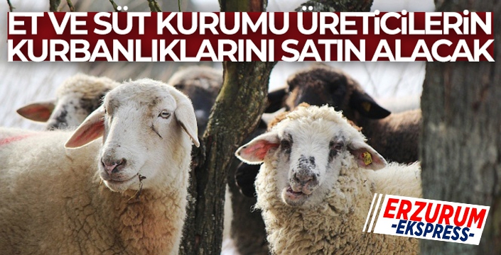 Et ve Süt Kurumu, üreticilerin kurbanlıklarını satın alacak