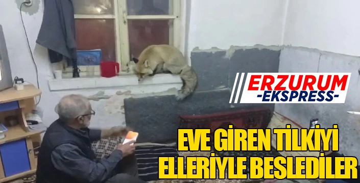 Eve giren tilkiyi elleriyle beslediler...