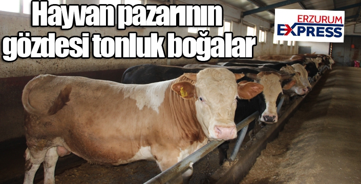  Hayvan pazarının gözdesi tonluk boğalar