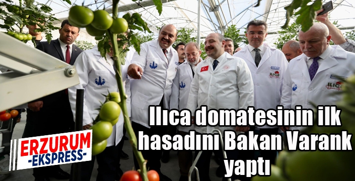 Ilıca domatesinin ilk hasadını Bakan Varank yaptı