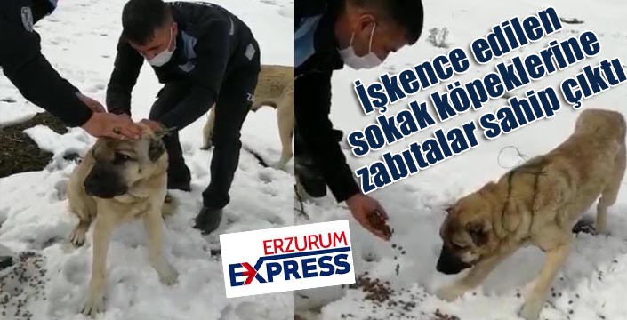 İşkence edilen sokak köpeklerine zabıtalar sahip çıktı