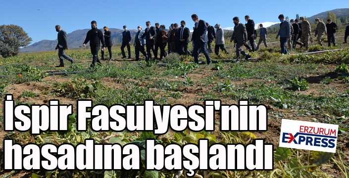 İspir Fasulyesi'nin hasadına başlandı