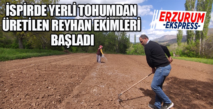 İSPİRDE YERLİ TOHUMDAN ÜRETİLEN REYHAN EKİMLERİ BAŞLADI