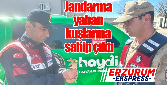 Jandarma yaban kuşlarına sahip çıktı