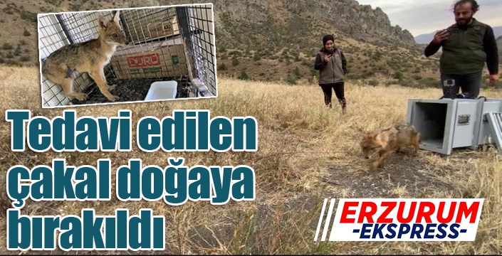 Kalçası kırılan çakal tedavi edilerek doğaya bırakıldı