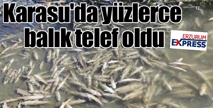 Karasu'da yüzlerce balık telef oldu