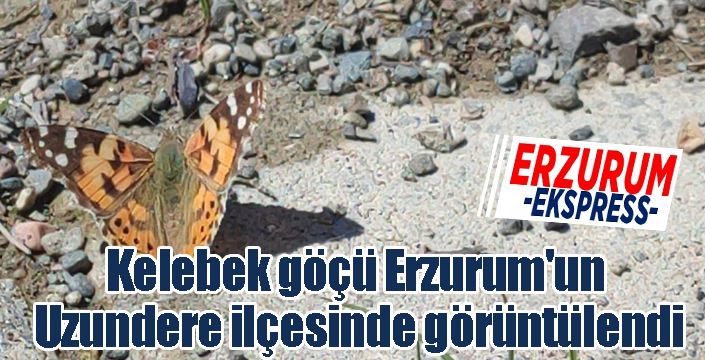 Kelebek göçü Erzurum'un Uzundere ilçesinde görüntülendi