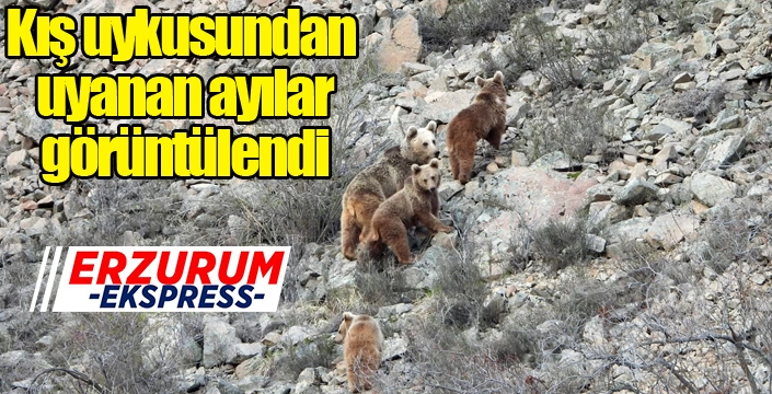 Kış uykusundan uyanan ayı ailesini görüntüledi
