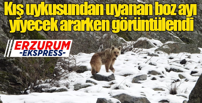 Kış uykusundan uyanan boz ayı yiyecek ararken görüntülendi