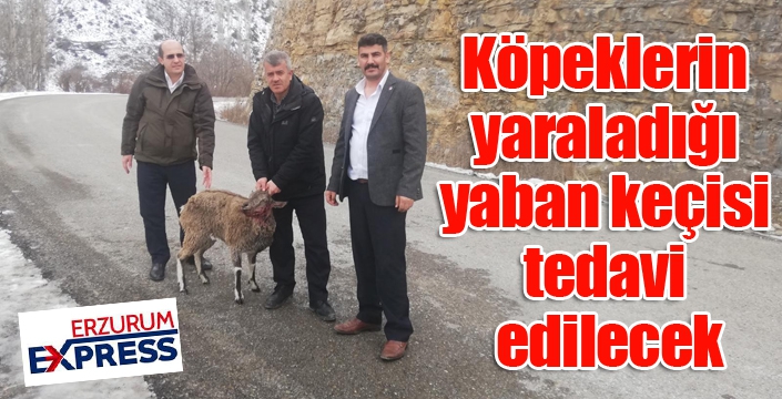 Köpeklerin yaraladığı yaban keçisi tedavi edilecek