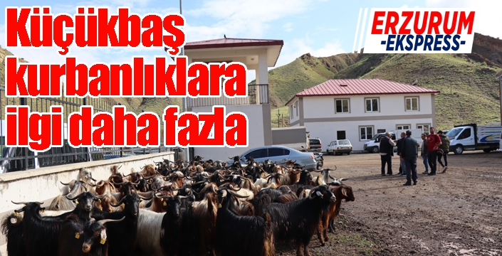 Küçükbaş kurbanlıklara ilgi daha fazla