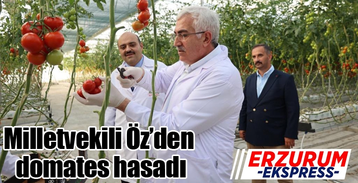 Milletvekili Öz’den domates hasadı