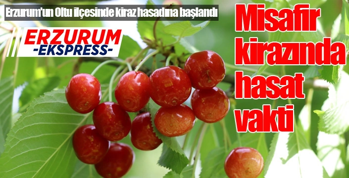 Misafir kirazında hasat vakti