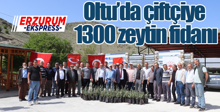 Oltu’da çiftçiye 1300 zeytin fidanı