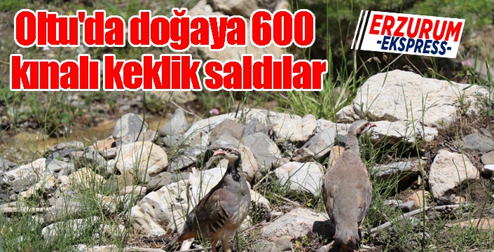 Oltu'da doğaya 600 kınalı keklik saldılar