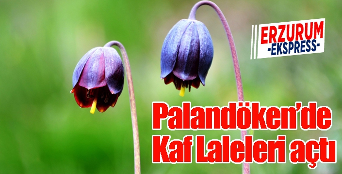 Palandöken’de Kaf Laleleri açtı